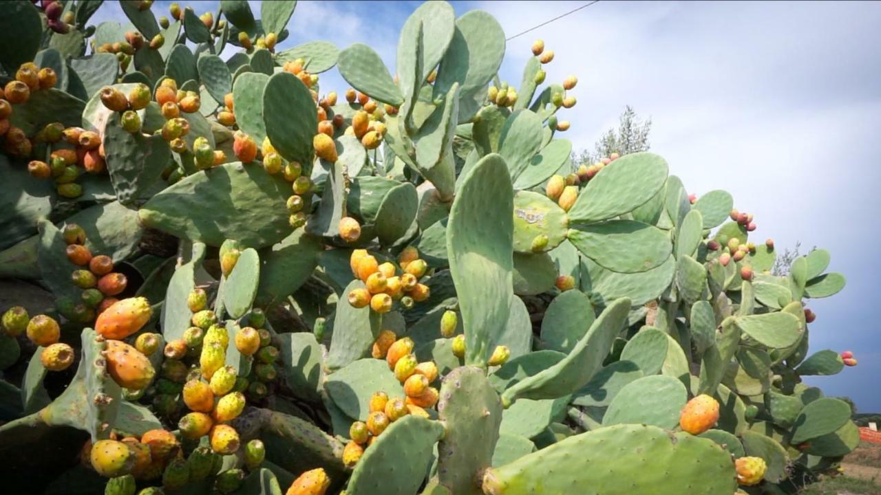 Resort & Relax Masseria Celidonia ليتسانو المظهر الخارجي الصورة